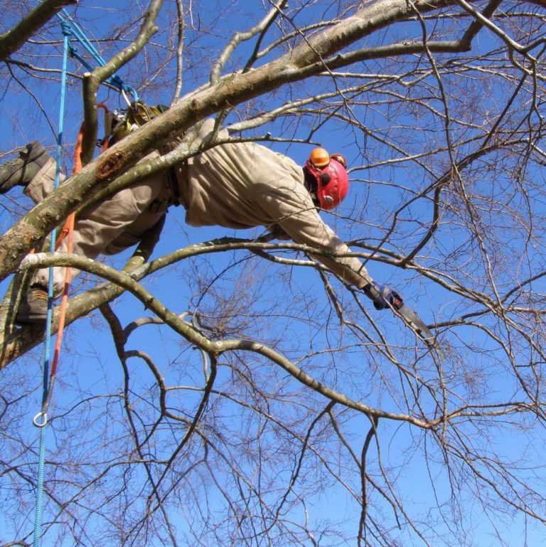 t4treestreetrimmingandpruning T4Tree Services